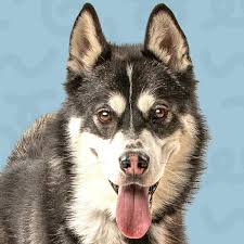 Dog 5